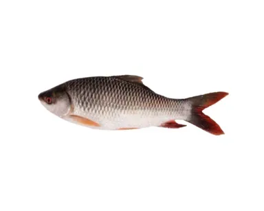 Rohu Fish