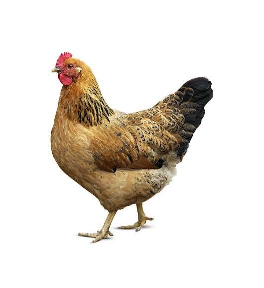 Local Chicken
