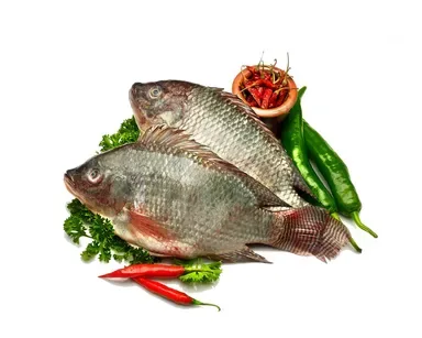 Tilapia Fish