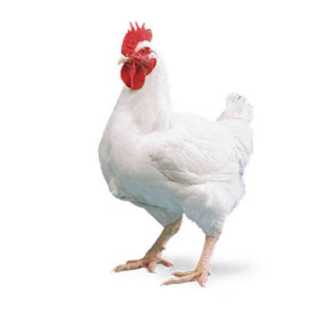 Broiler Chicken