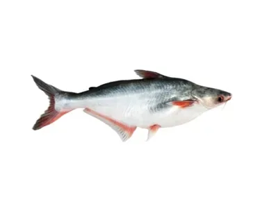 Pangas Fish