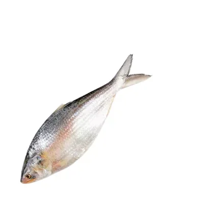 Hilsa Fish
